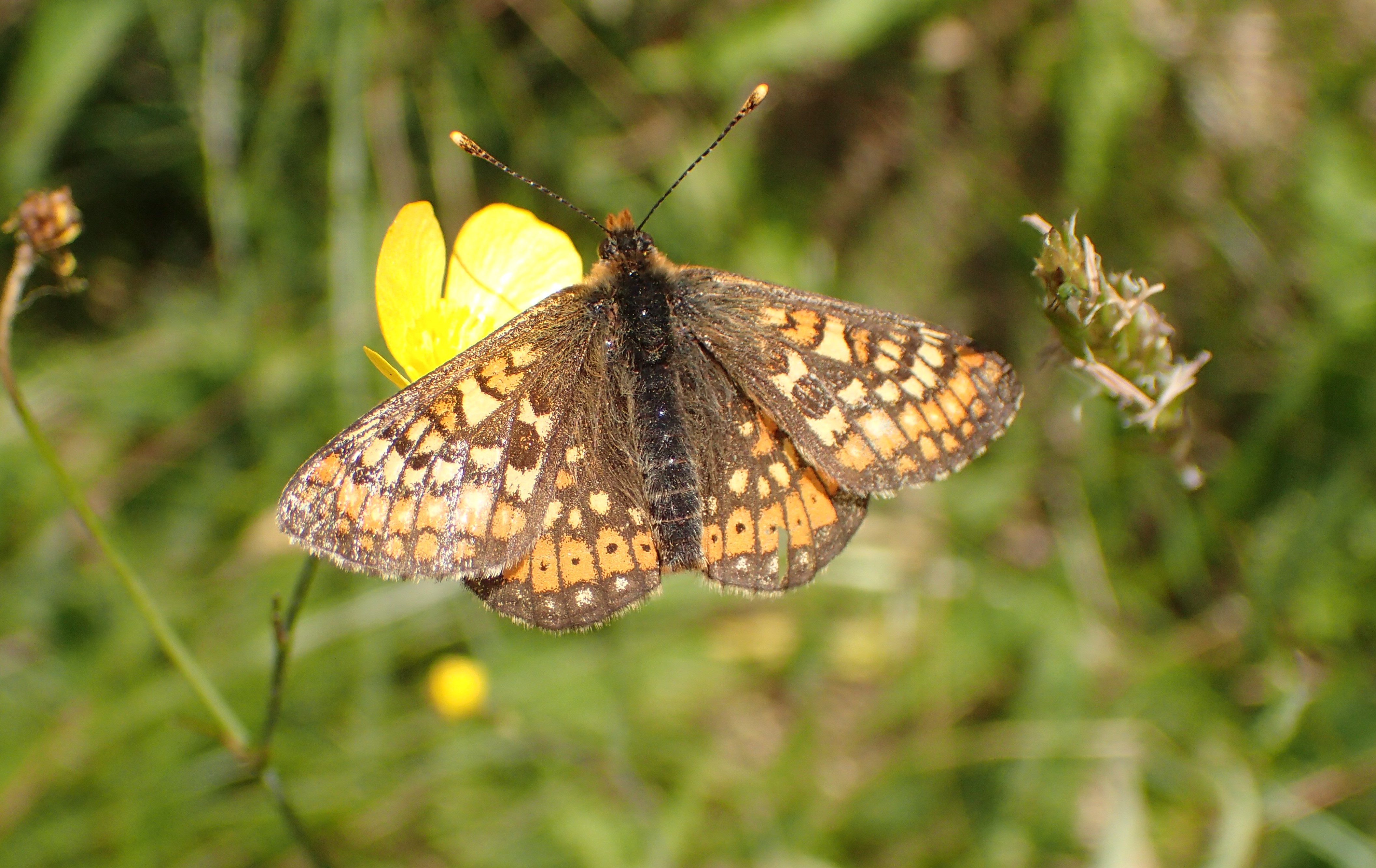 Marsh Fritillary Butterfly