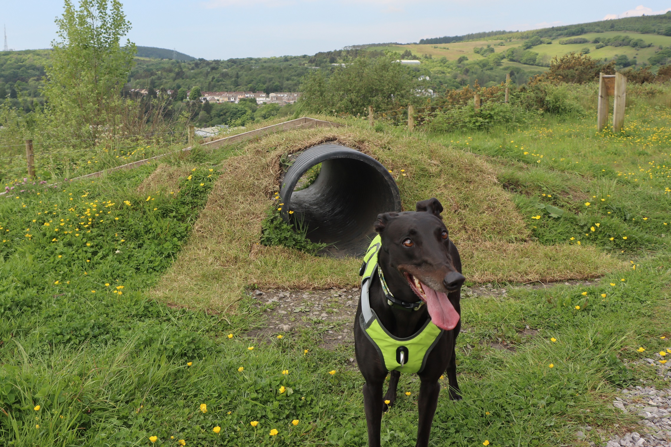 A black dog standing in front of a tunnel as part of the activity trail
