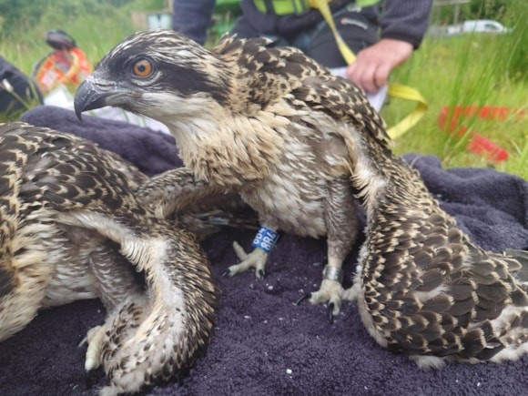 Osprey Chicks Ringed
