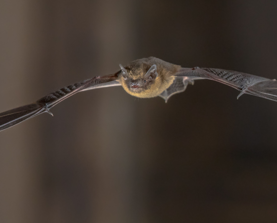Pipstrelle Bats 