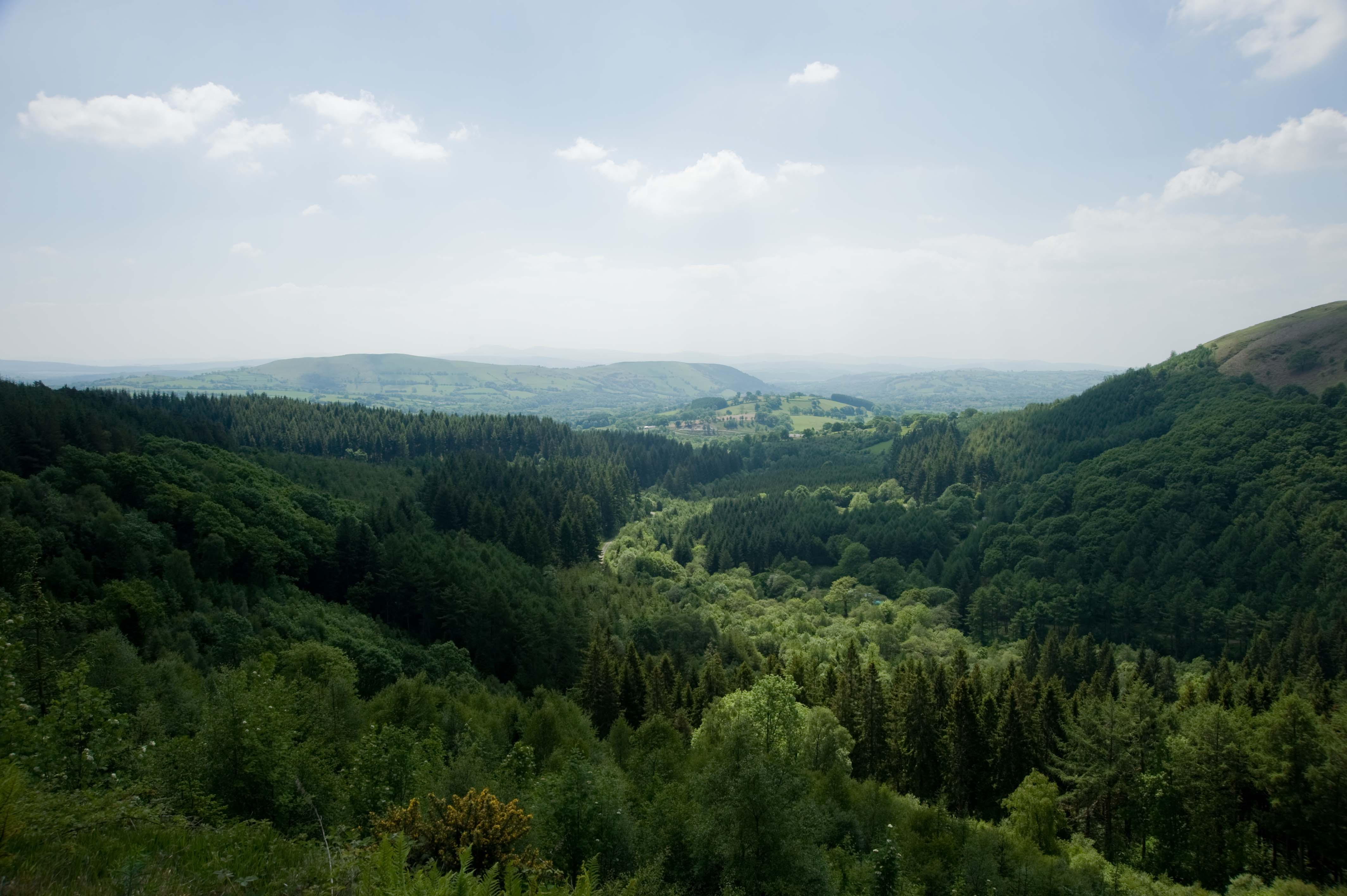 Cwm Rhaeadr Forest towards Mynydd Du in the Brecon Beacons