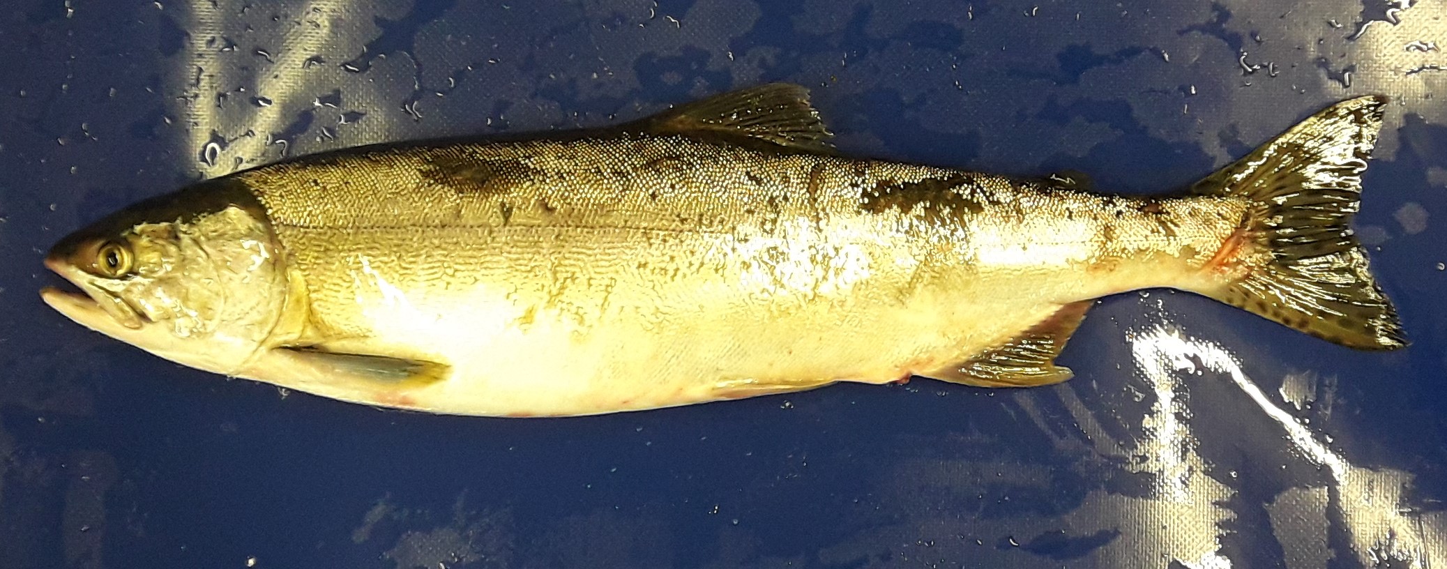 Pink salmon
