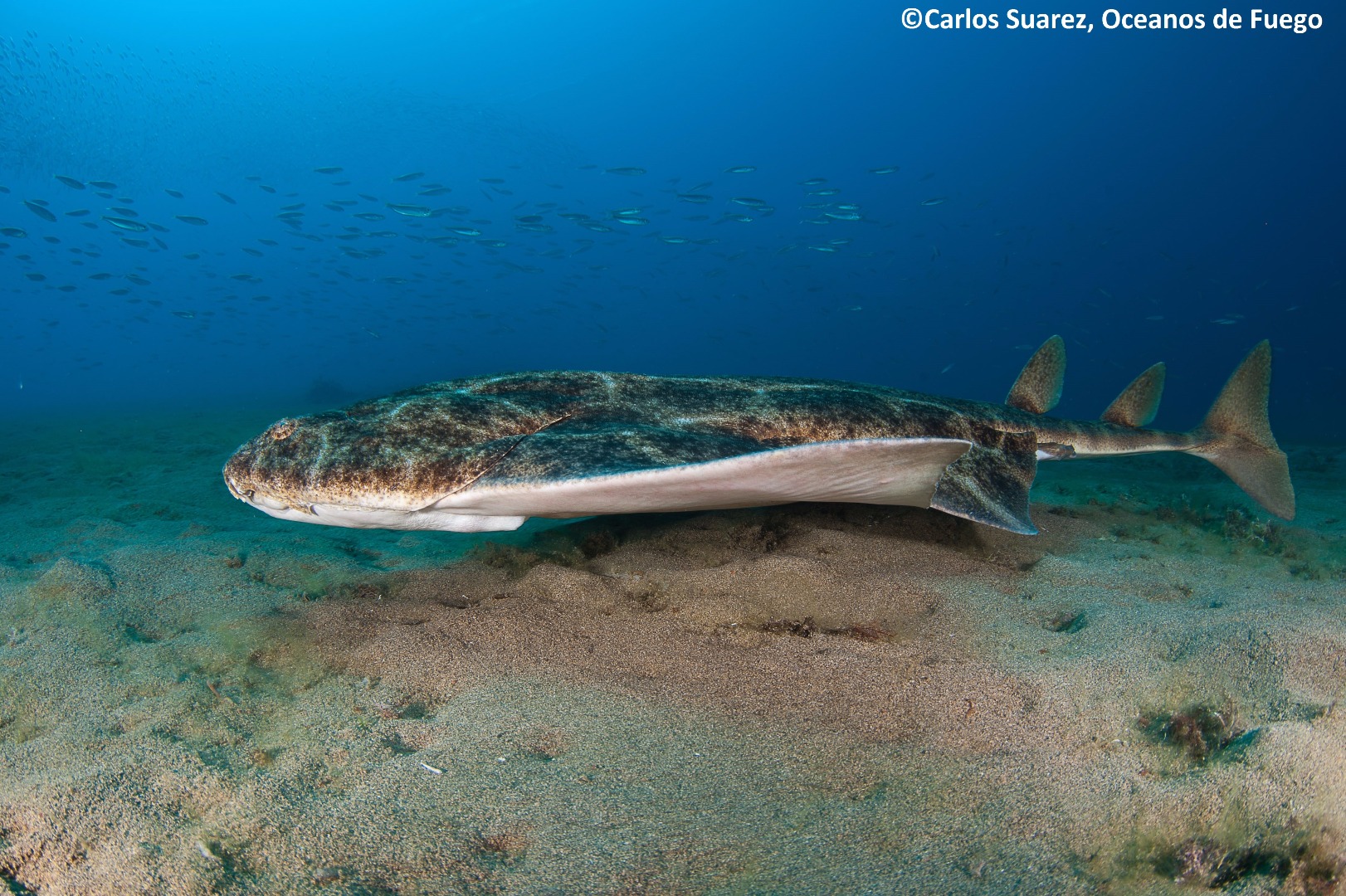 Angelshark © Carlos Suarez, Oceanos de Fuego