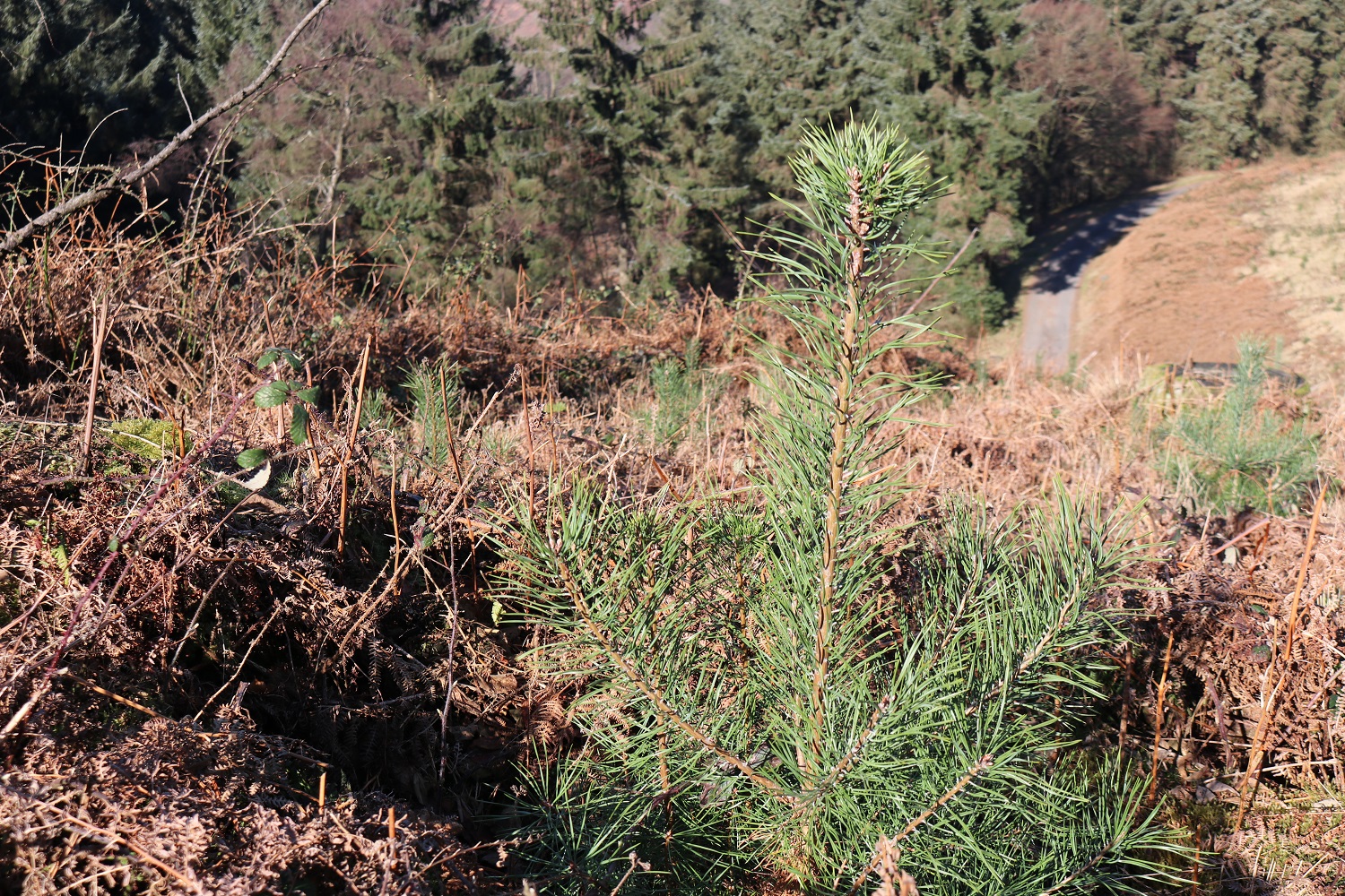 Image of vegetation at Cwmcarn