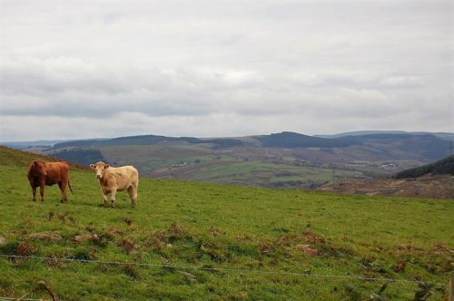 Two cows near Port Talbot
