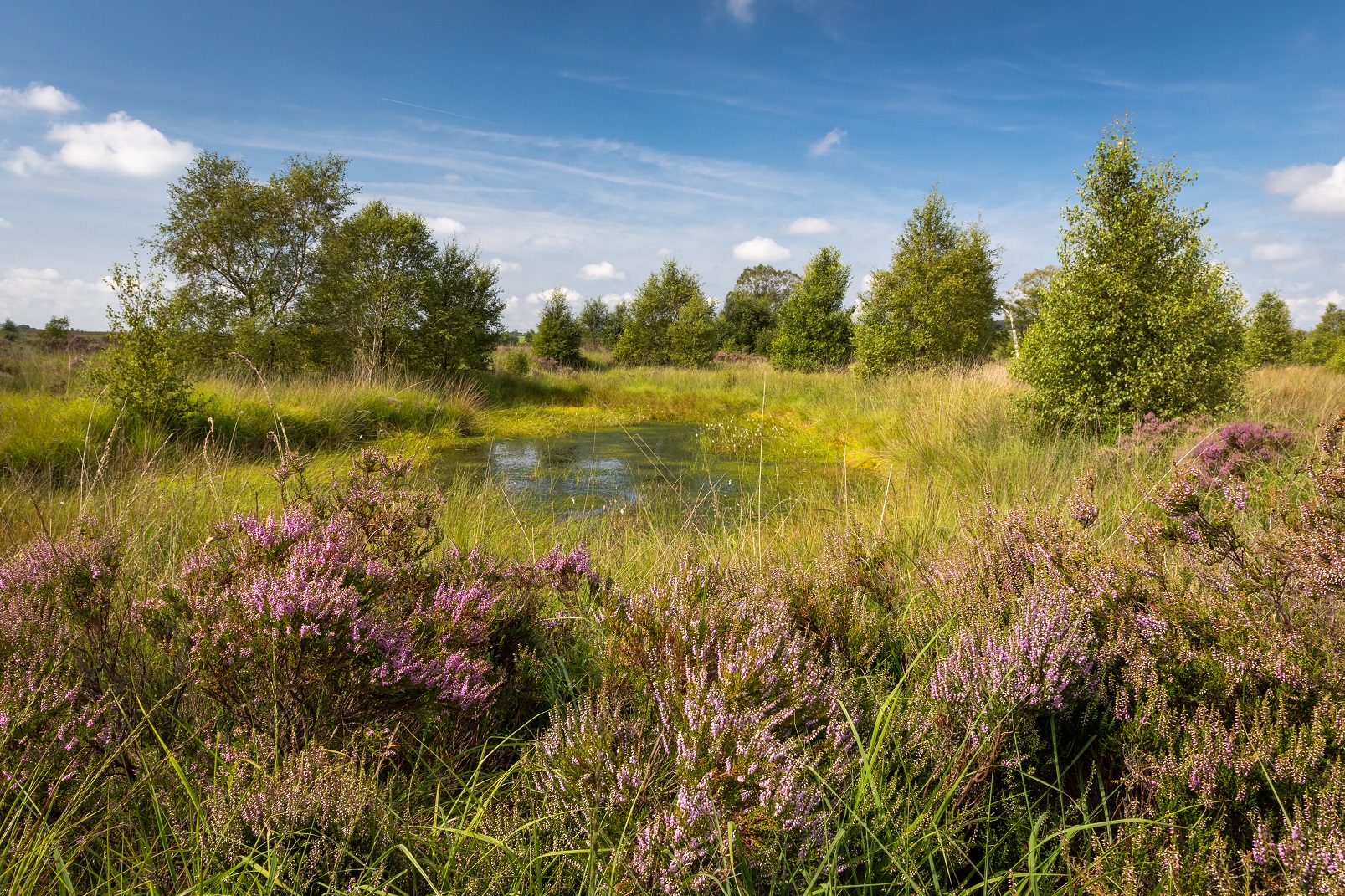 Cors Caron peatland 