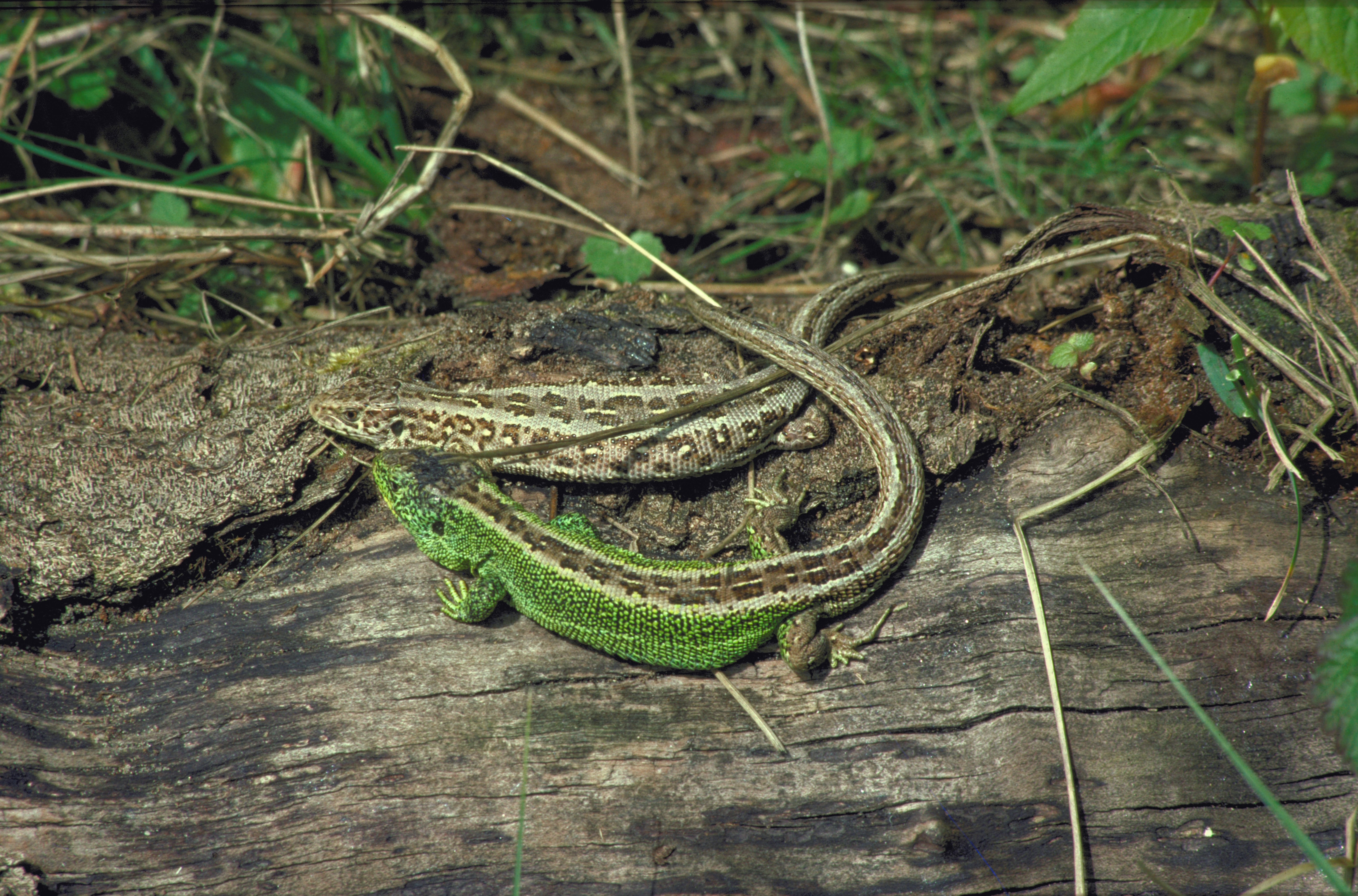 Two sand lizards on a log 