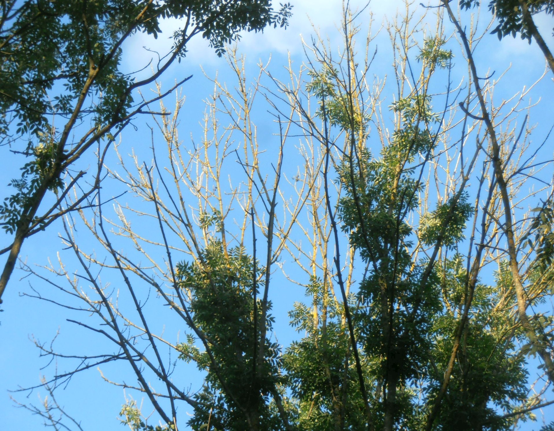 Ash Dieback
