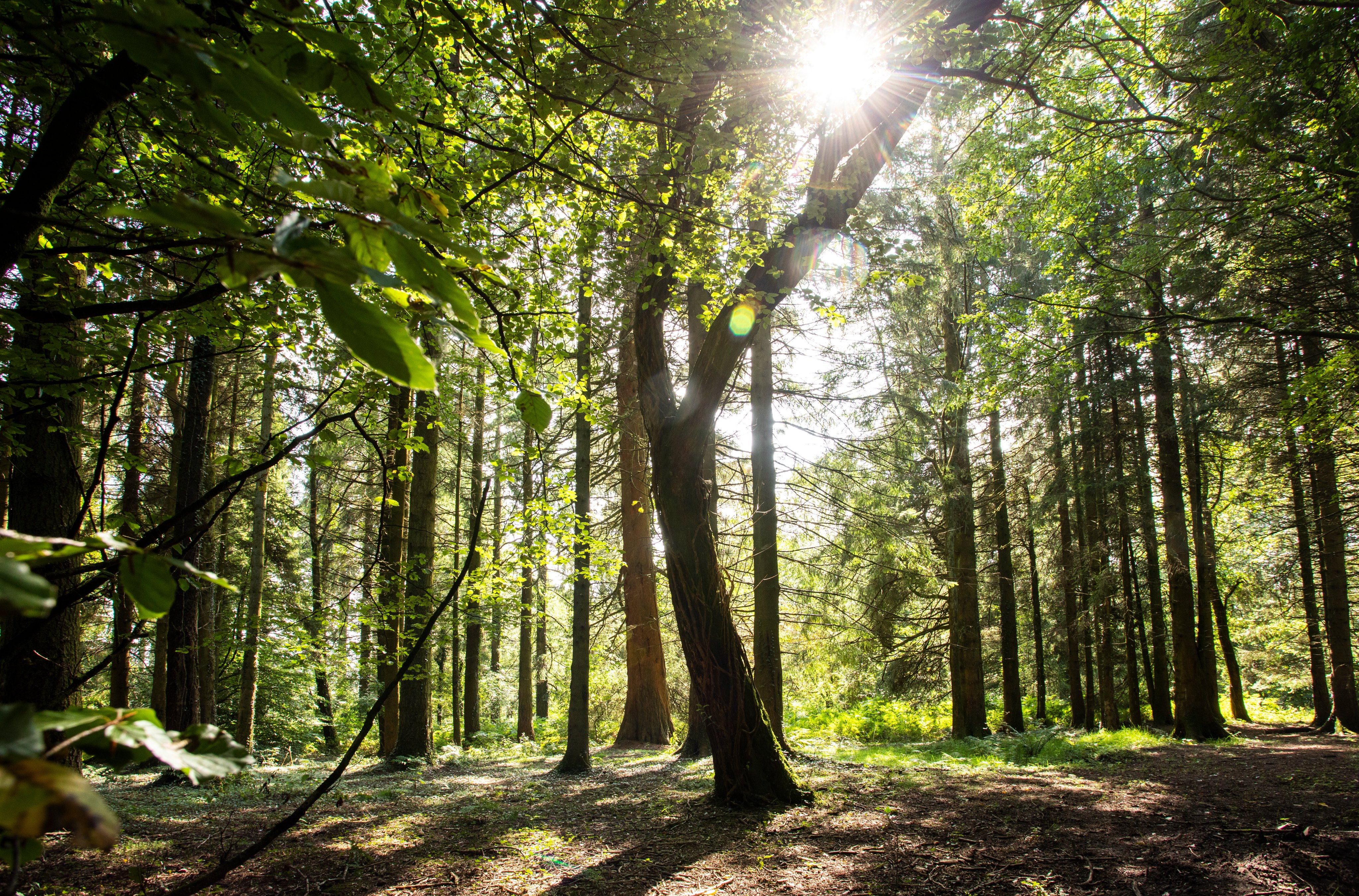 Photo of trees in Wentwood forest 