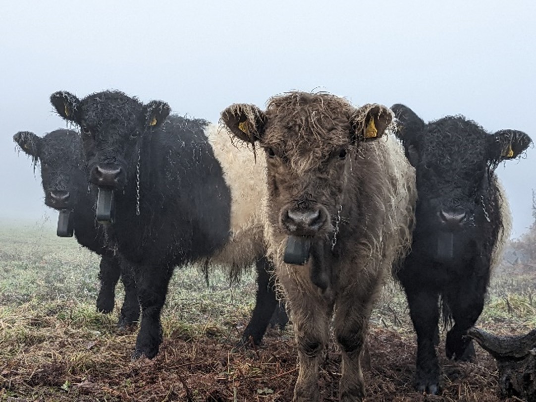 Four Belted Galloway cattle standing in a field 