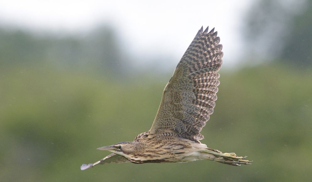 Bittern At Newport Wetland Nature Reserve - Image credit Darryl Spittle 