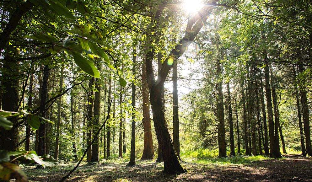 Sunlight coming through trees at Wentwood forest 