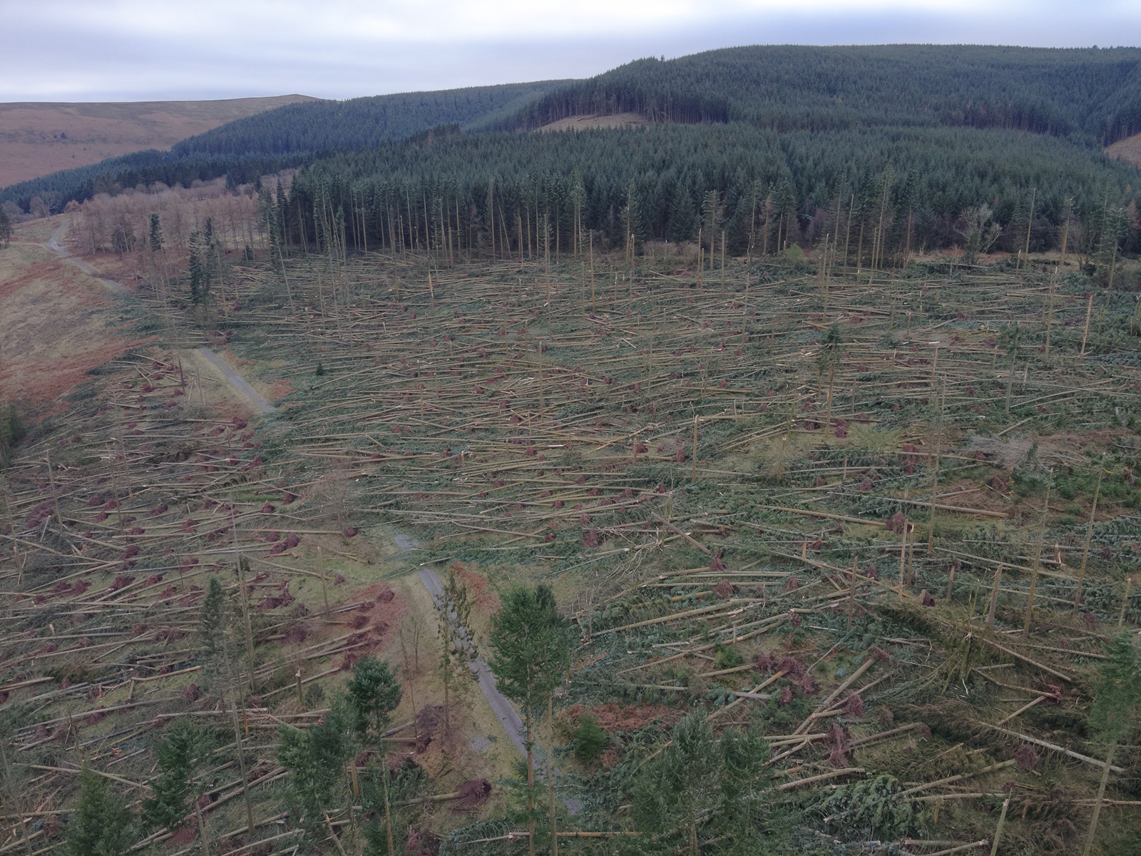 A large area of winblown trees, Mynydd Du forest near Crickhowell