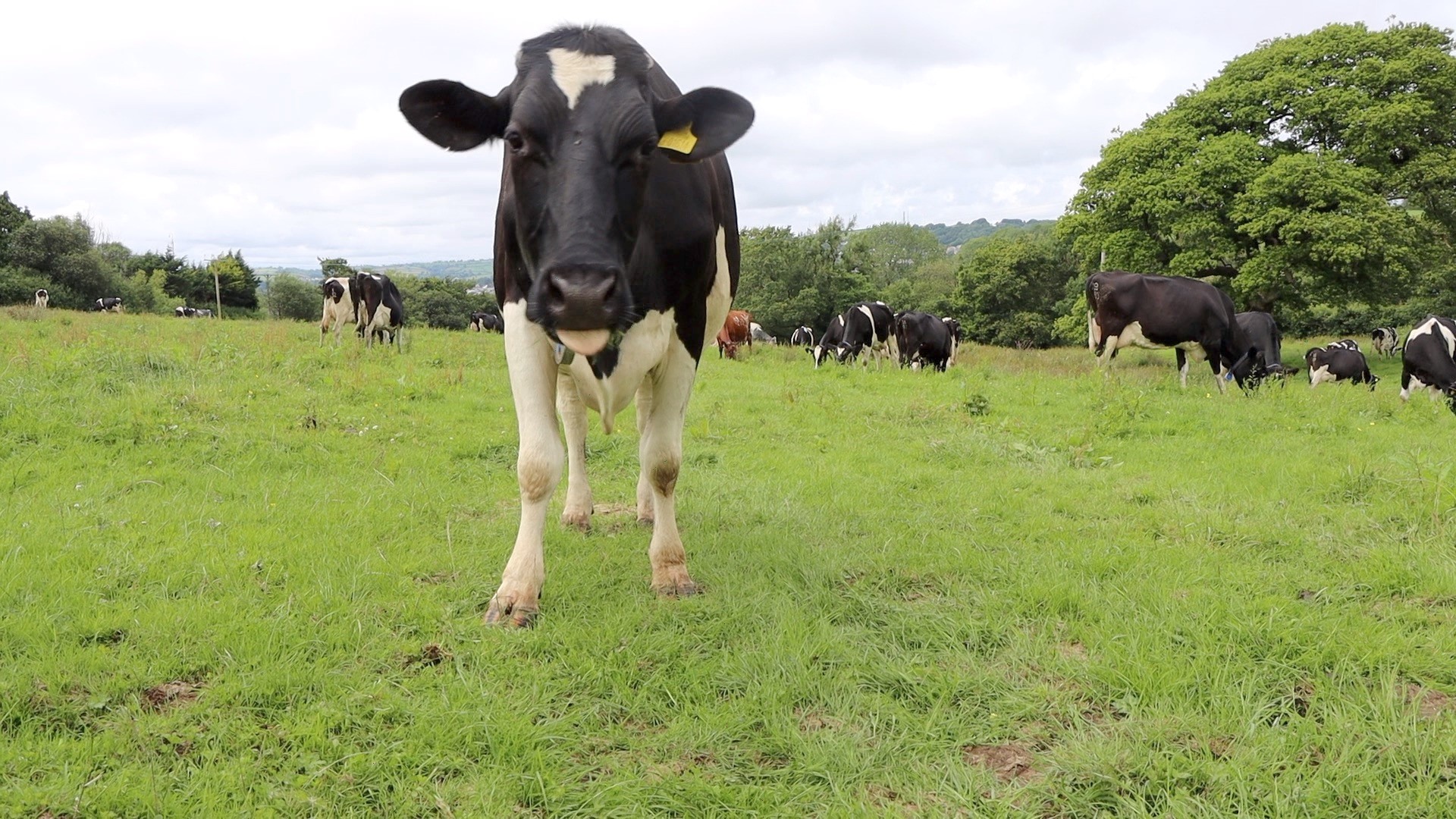 cow