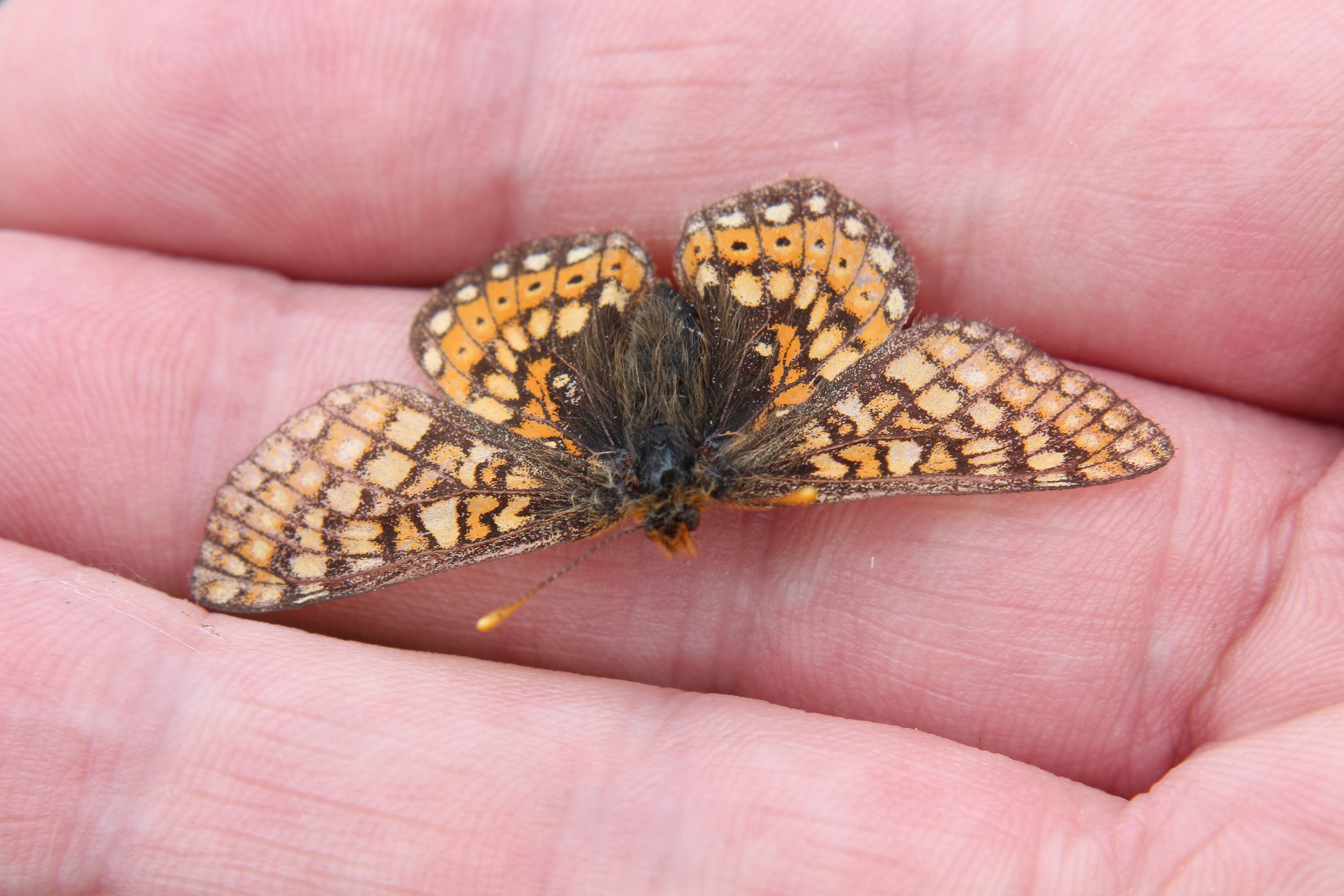 A Marsh Fritillary Butterfly on a person's flat hand
