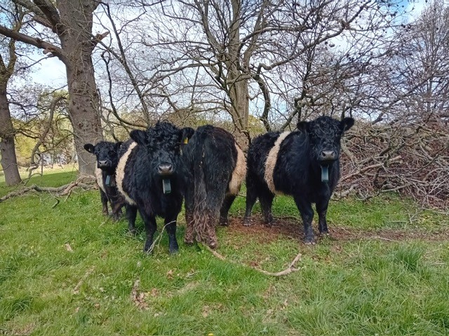 Four Belted Galloway cattle standing in a field with trees behind them 