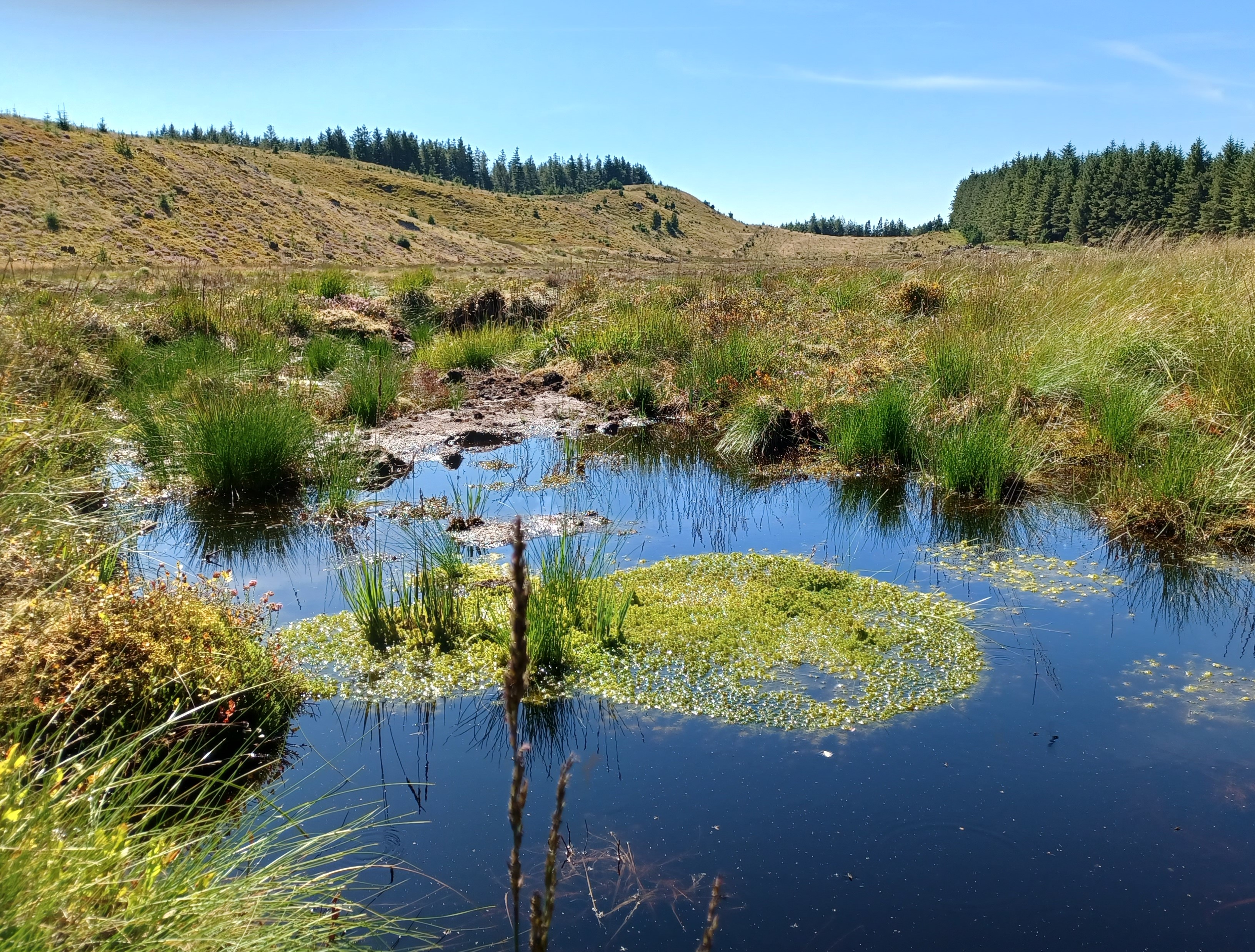 Adfer mawndir yn dangos pwll glas yn y blaen gyd mwsog migwyn yn tyfu ar yr wyneb, gyda bryn a choedwig yn y cefndir.