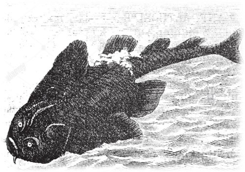 An old newspaper illustration of an Angelshark