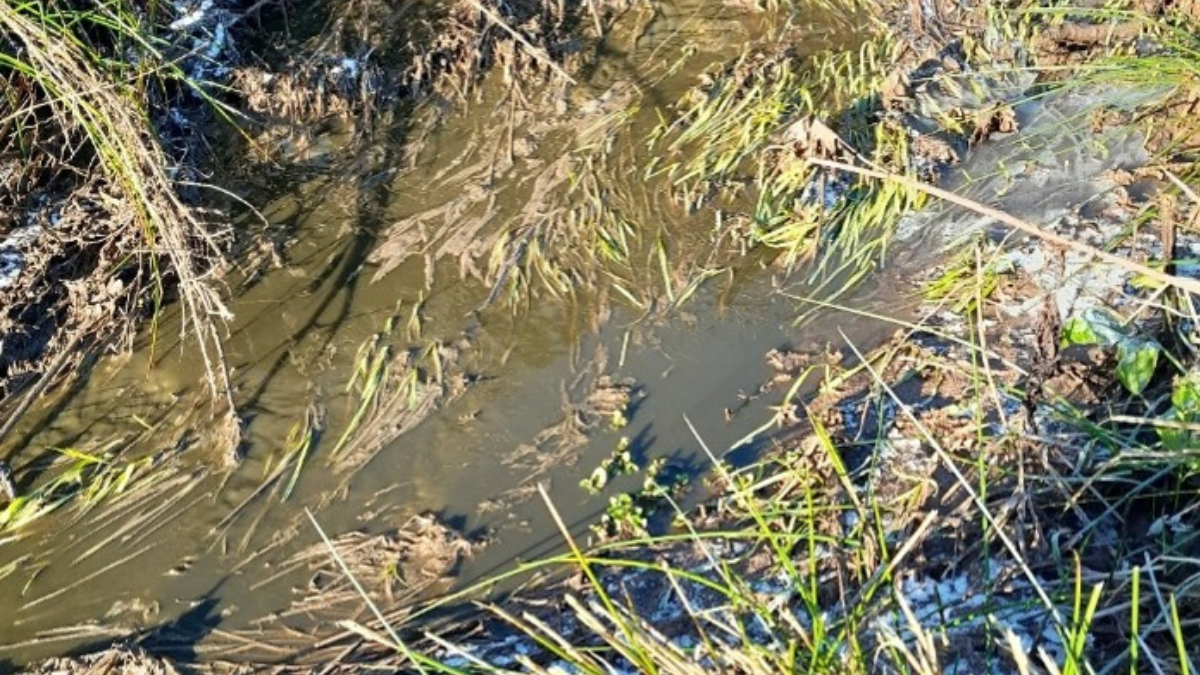 photo of slurry in water course at Ton farm 