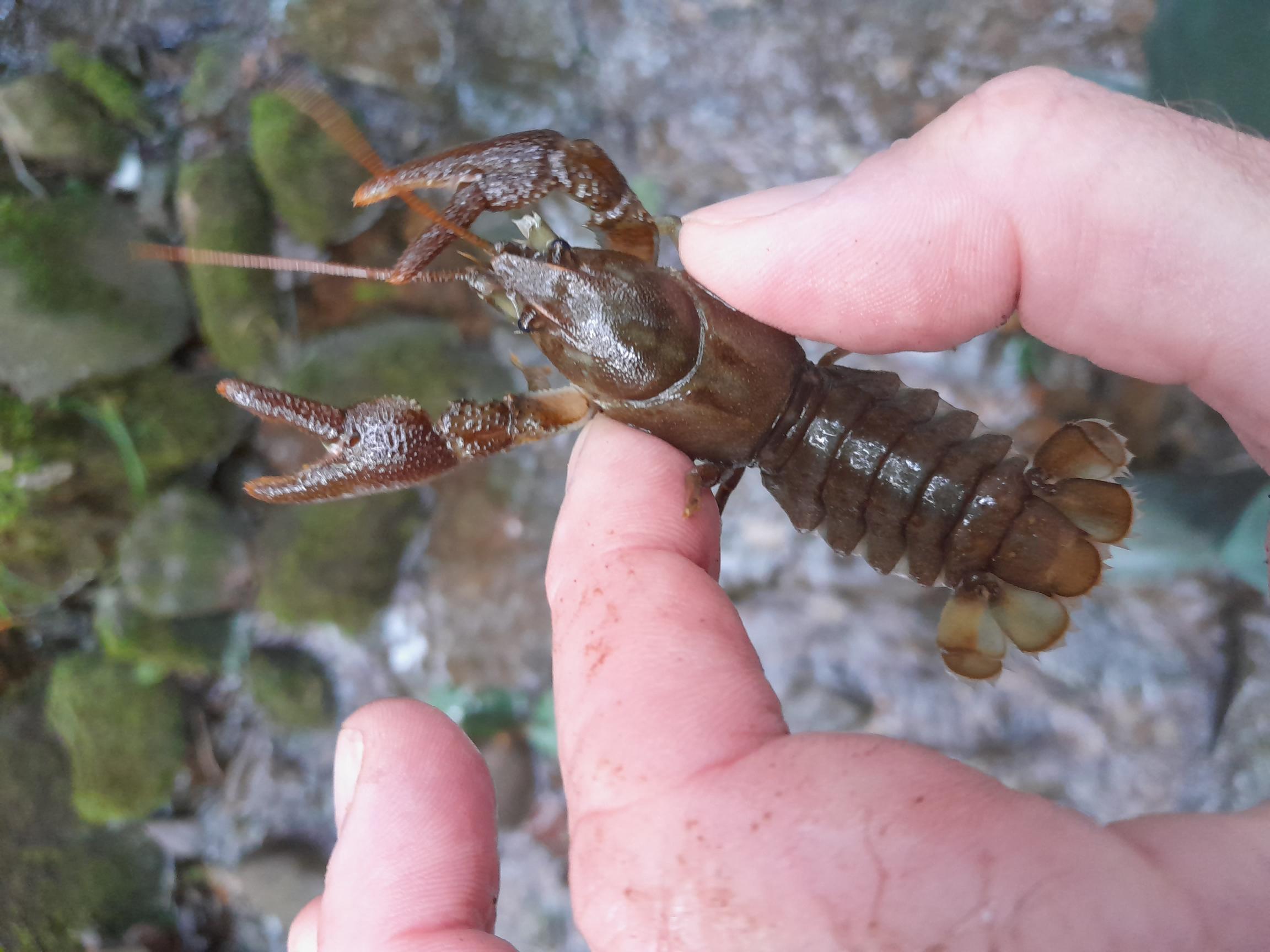 White-clawed Crayfish held next to a river