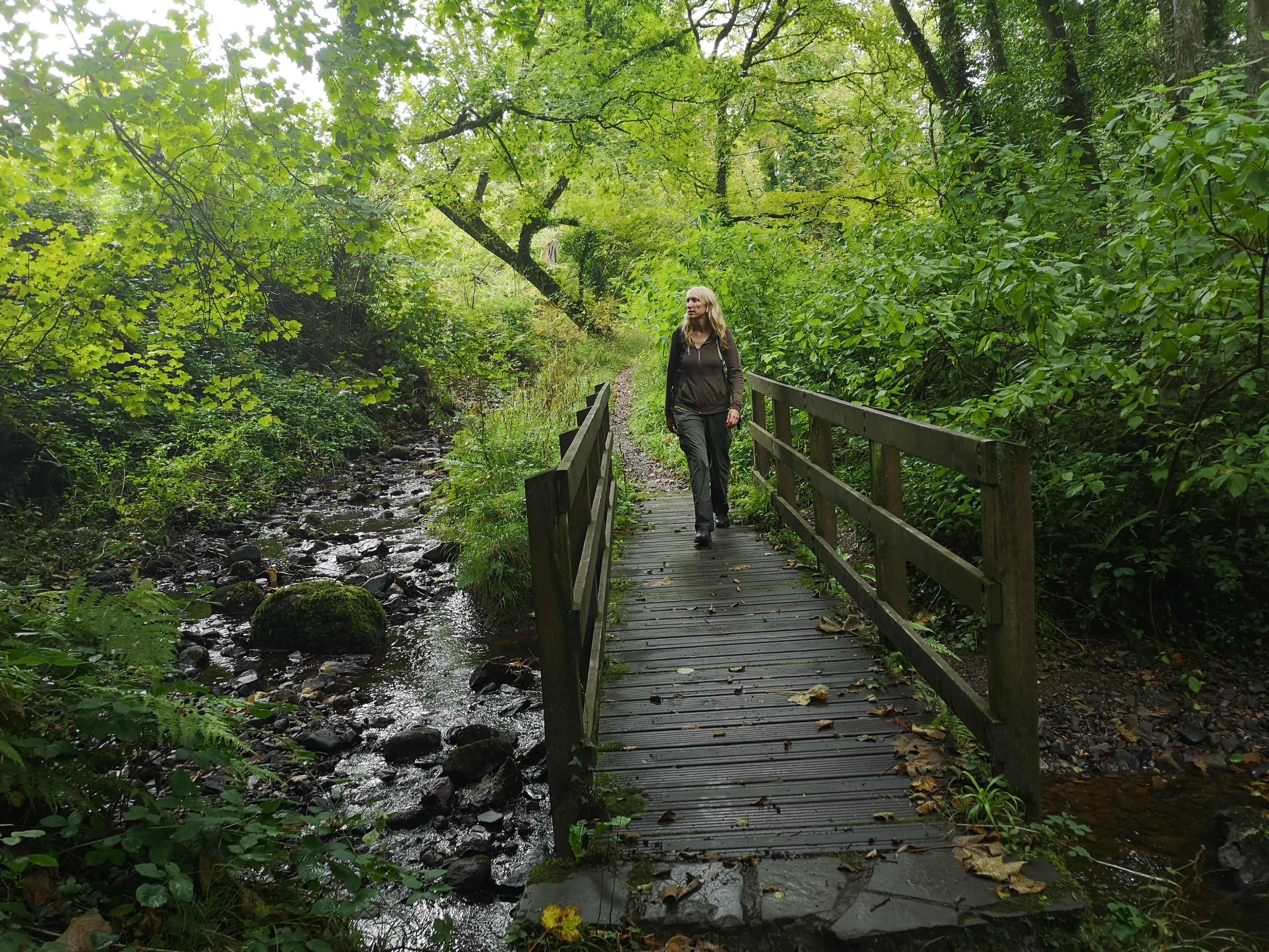 Mill Wood in Gower