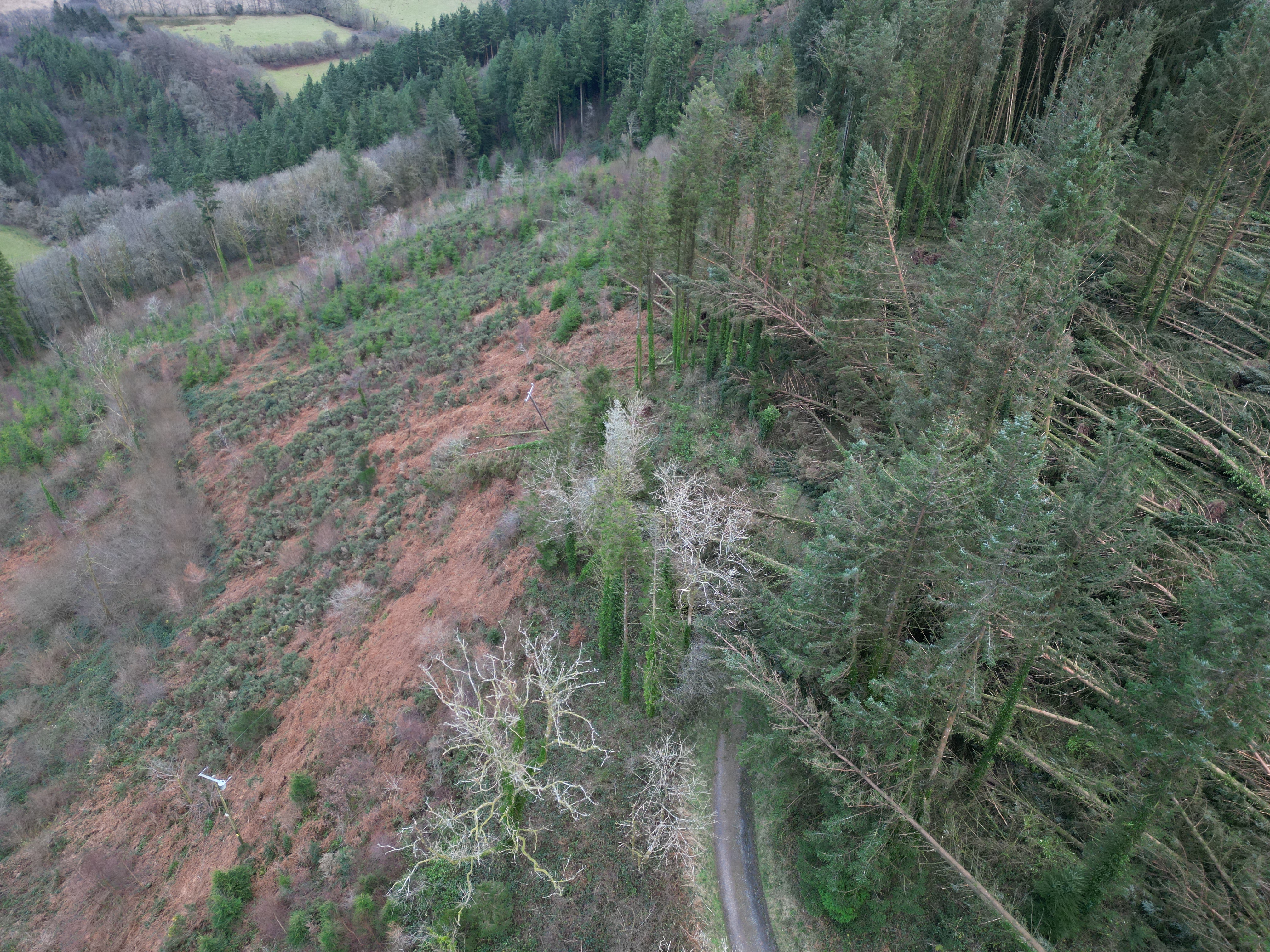 Storm Darragh - trees fallen on a powerline at Penarthur forest, south west Wales
