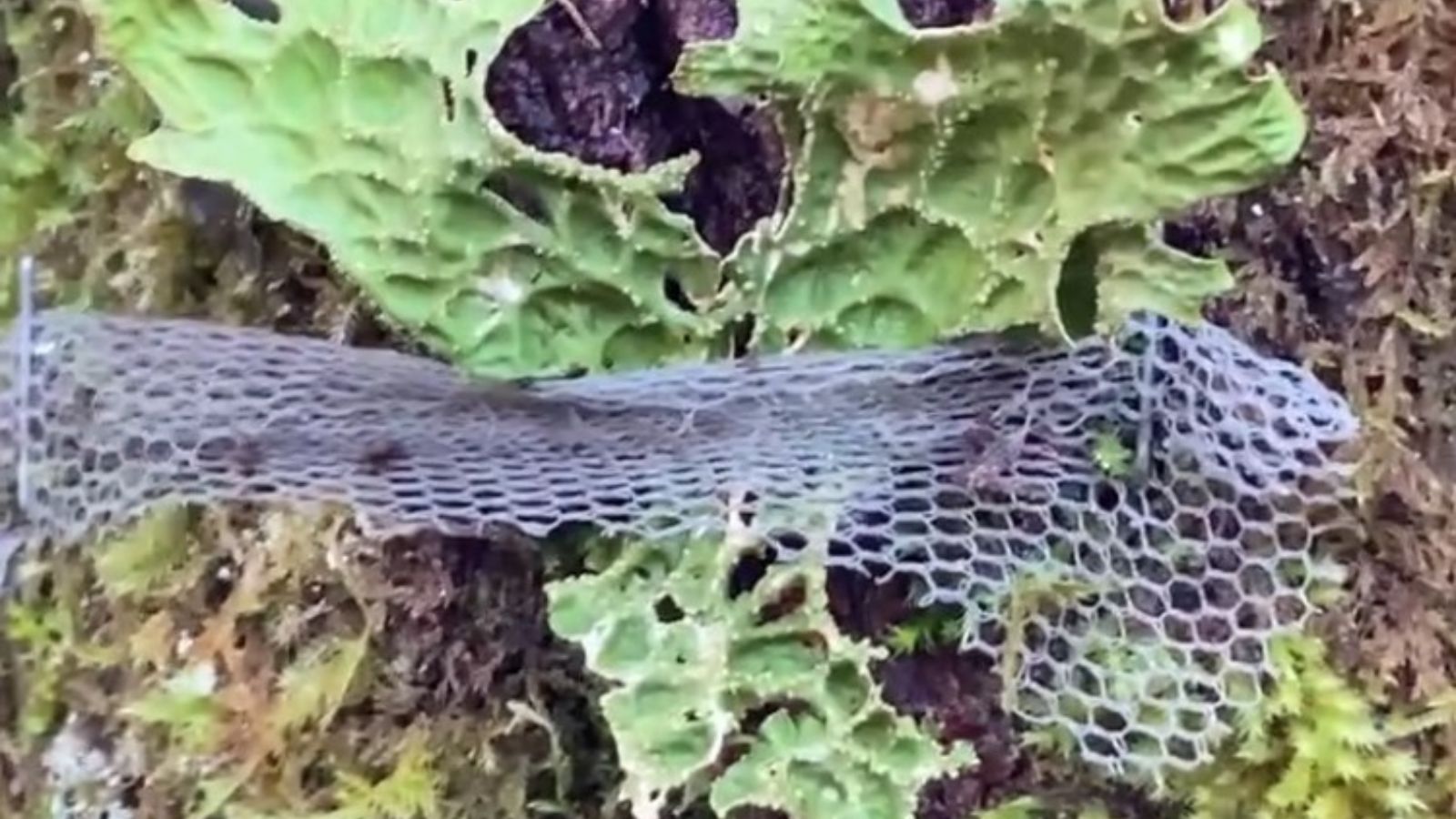 Lobaria pulmonaria lichen at Dinefwr Park, Carmarthenshire