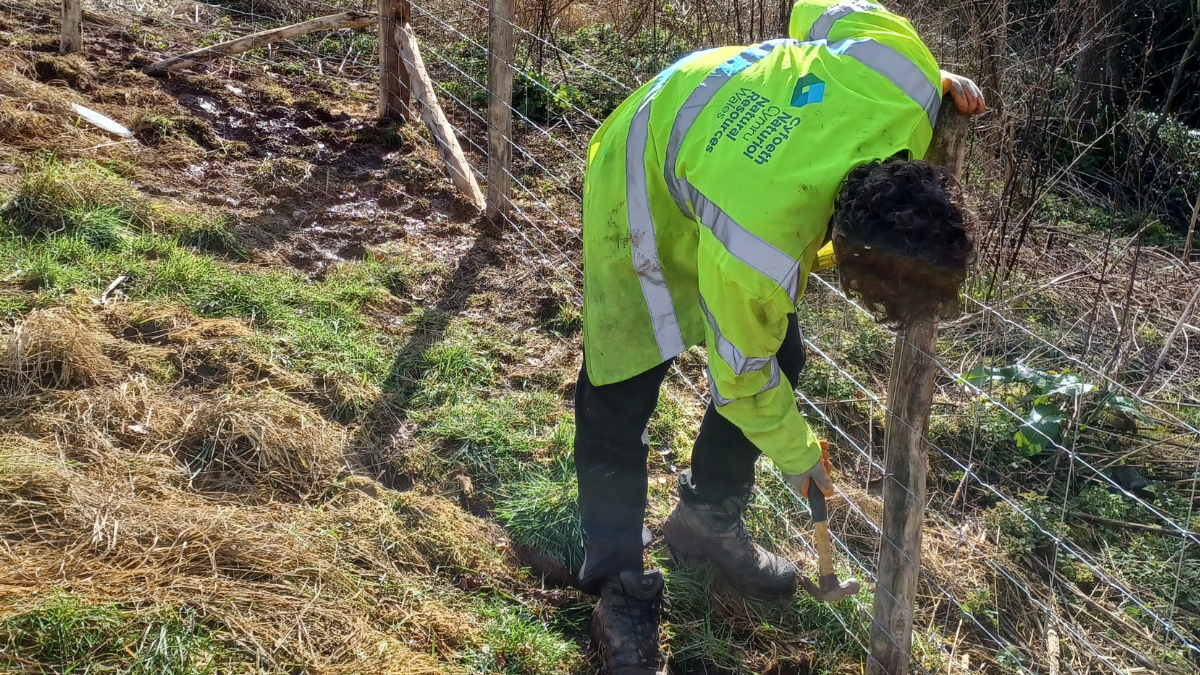 An officer from Natural Resources Wales installing fencing at Glen Farm in Monmouthshire 