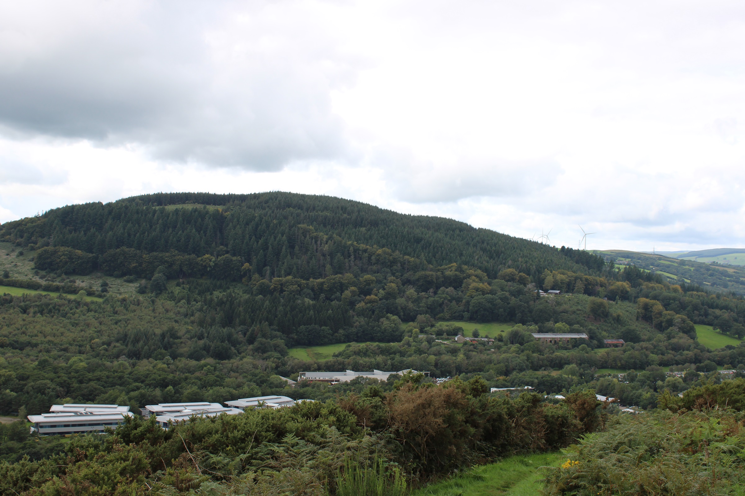 A forest on a hill with building in the foreground
