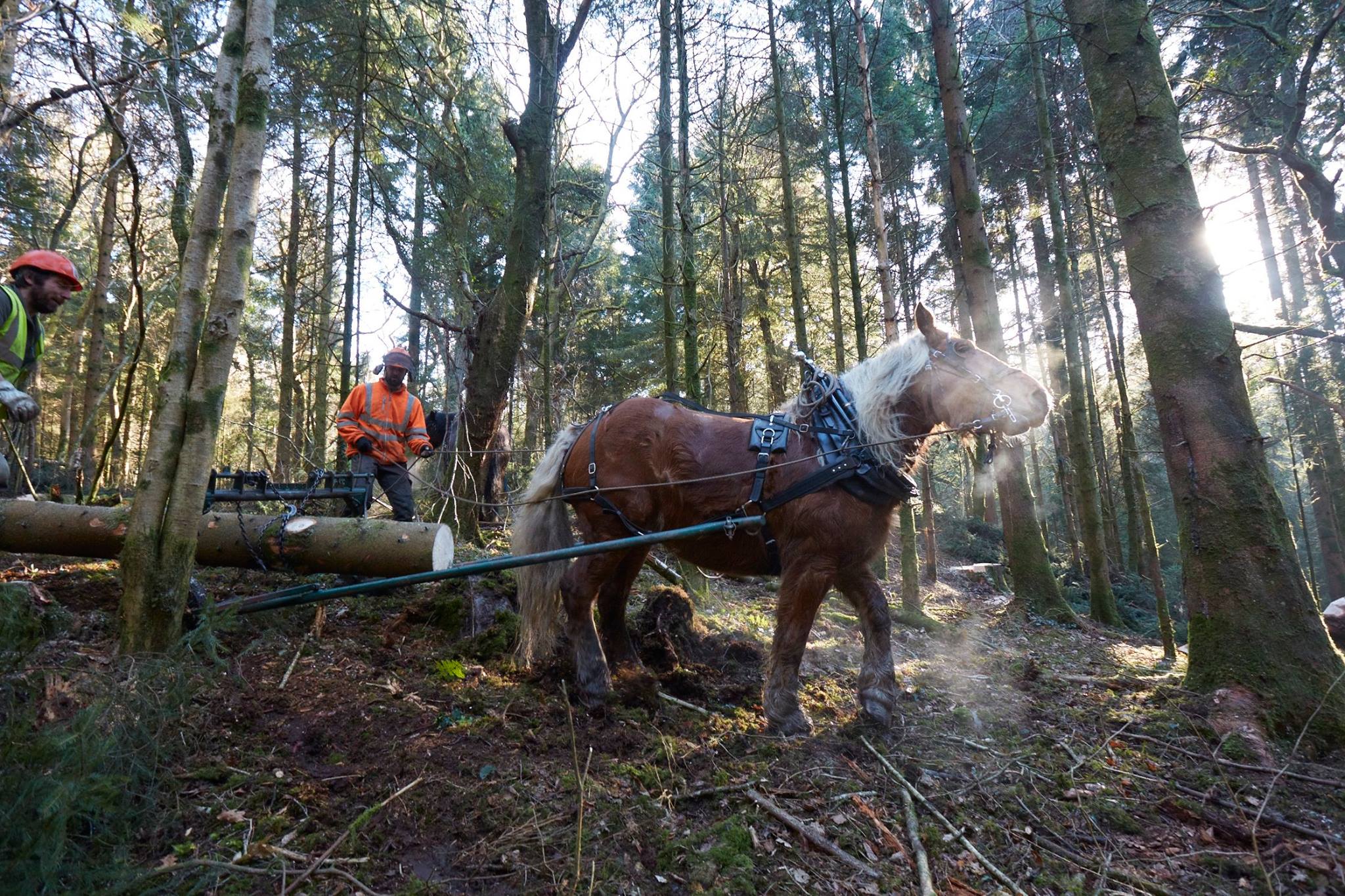 Horse pulling a log in a forest
