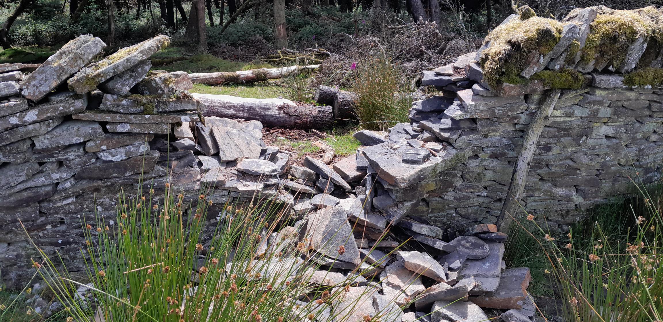 Damaged stone wall in woodland 